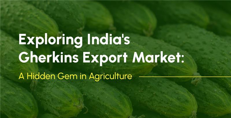 Exploring india's gherkins expor market